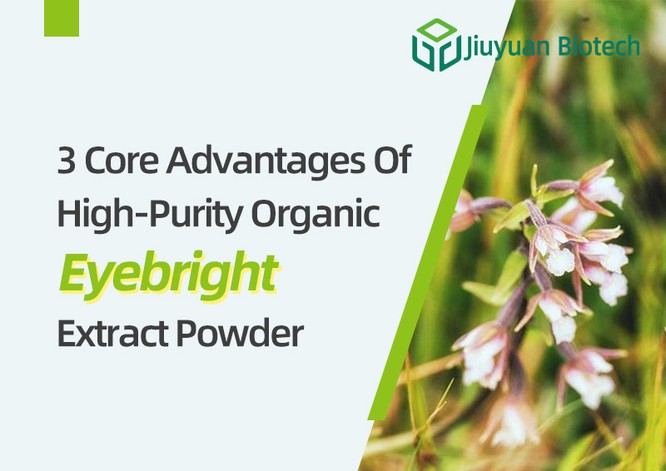 3 Core Advantages Of High-Purity Organic Eyebright Extract Powder 3 Core Advantages Of High-Purity Organic Eyebright Extract Powder