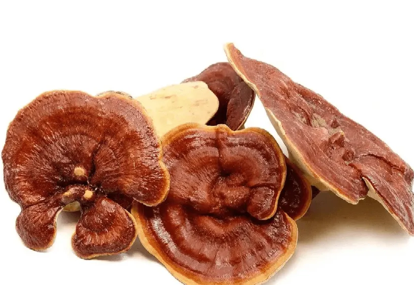 Reishi Reishi