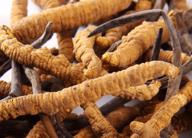 Cordyceps Cordyceps